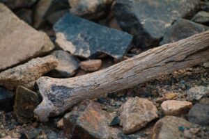 Osteoporosi: il minerale essenziale che non deve mancare