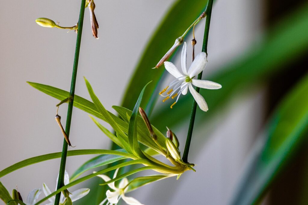 Chlorophytum che perde foglie: quando preoccuparsi