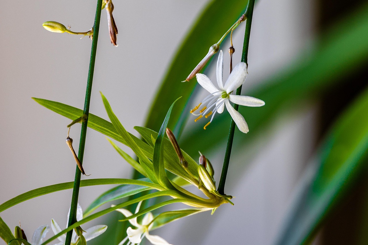 Chlorophytum con foglie ingiallite e cadenti, segnale di stress della pianta.