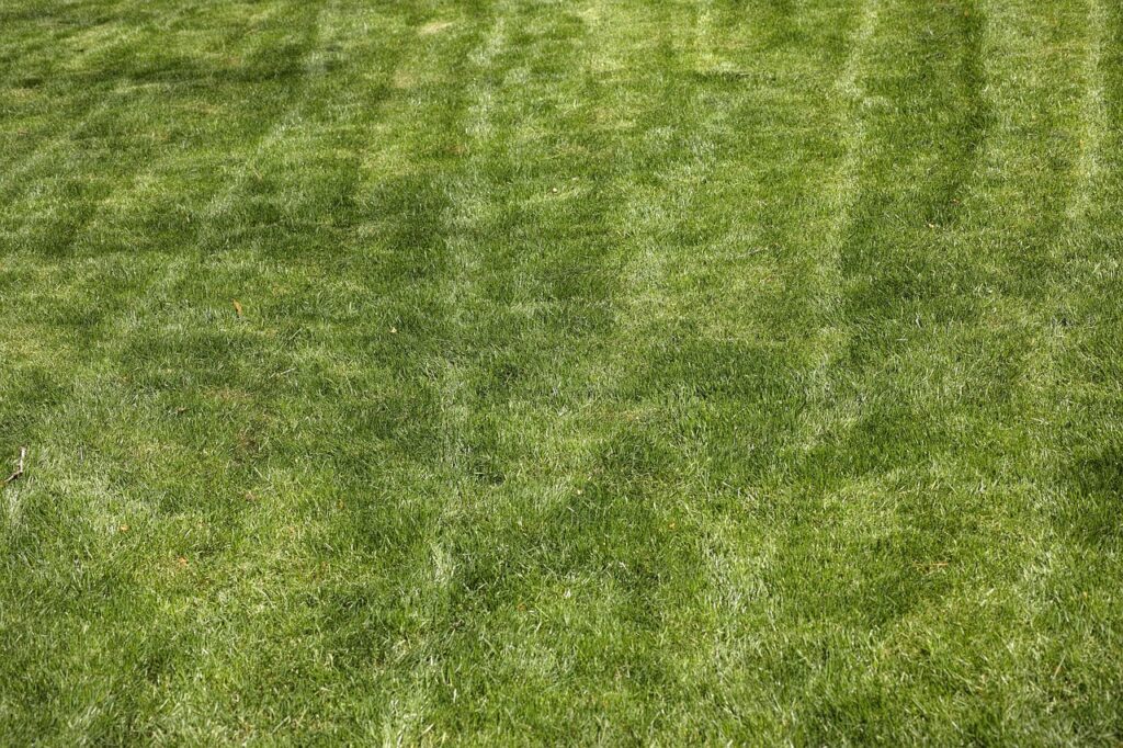 Concime troppo frequente: ecco il danno nascosto