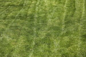 Concime troppo frequente: ecco il danno nascosto