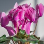 Ciclamino con foglie verdi ma senza fiori, evidenziando un problema di irrigazione.