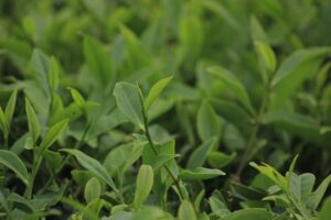 Coltivare il tè (Camellia Sinensis) in Italia? Si può, resiste al freddo