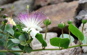 Come coltivare una pianta di cappero: ecco cosa devi fare, è semplicissimo