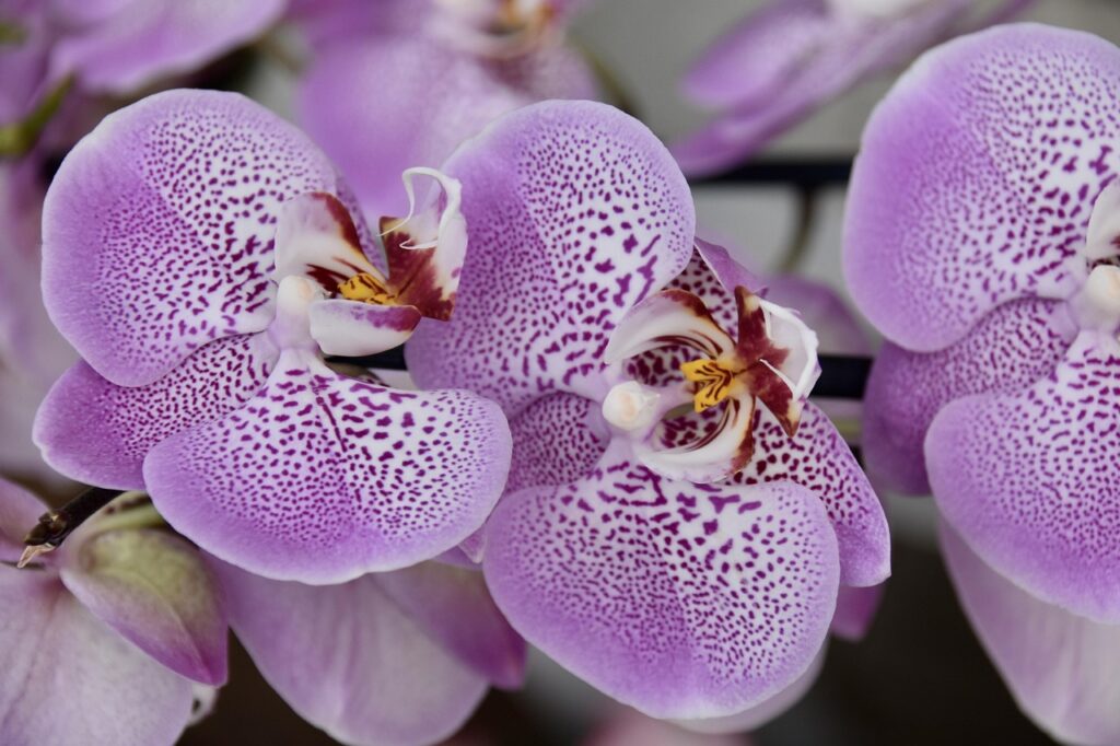 Orchidea Phalaenopsis con foglie macchiate: cosa segnala