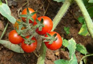 Ecco cosa succede se usi la cenere come concime per pomodori