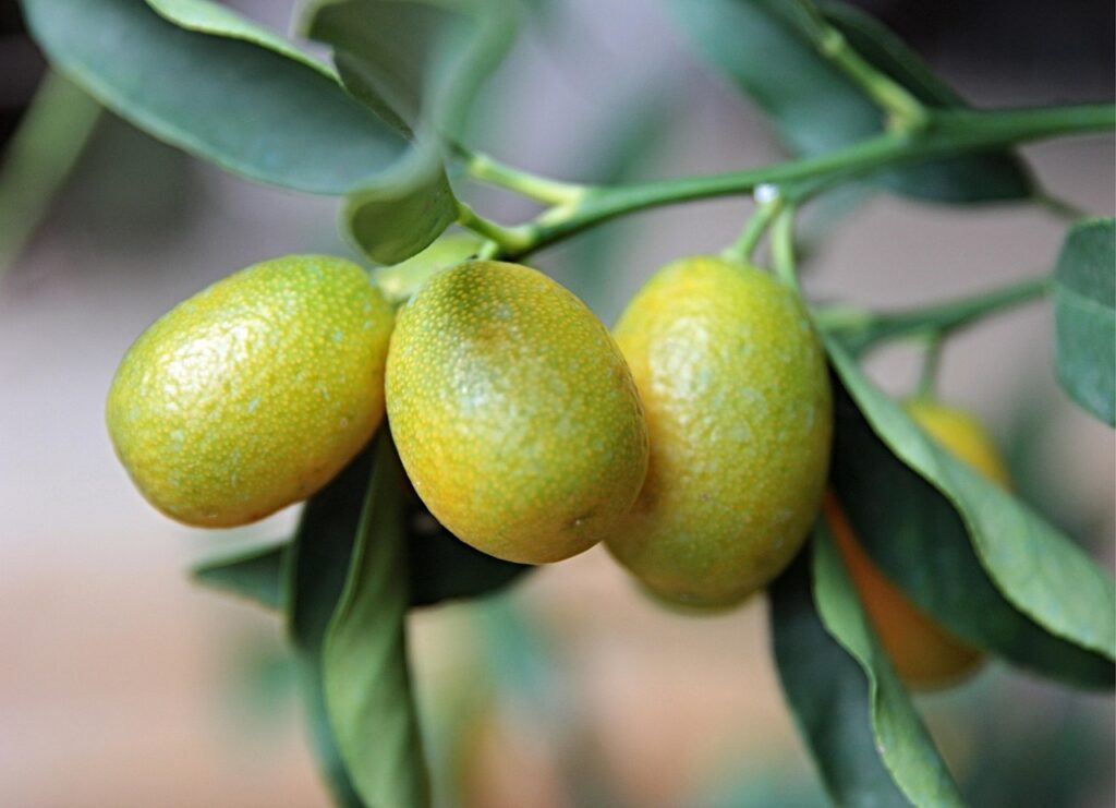 Alberi da frutto in vaso: quali scegliere per il balcone (limone, kumquat, pesco nano)