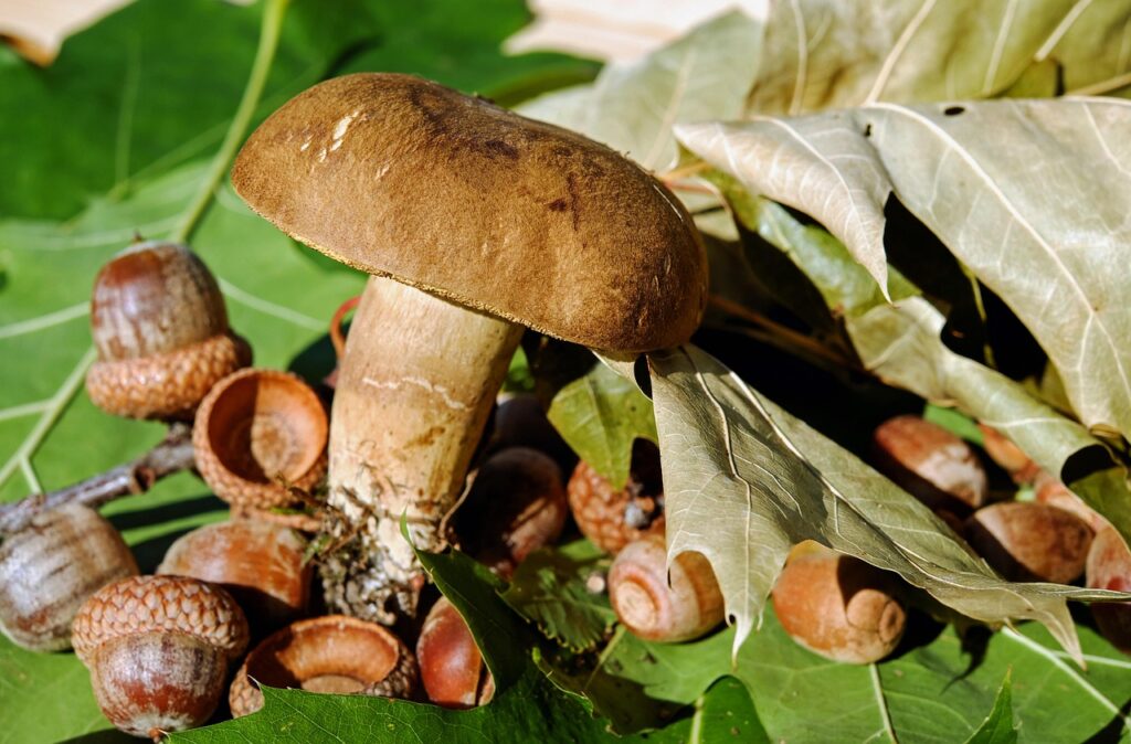 Cosa succede al fegato se si mangiano i funghi porcini? Ecco la verità
