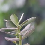 Albero di Giada in un vaso, simbolo di prosperità secondo il Feng Shui.