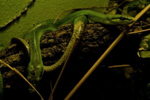 Attenzione a questi serpenti in giardino o nell'orto: ecco cosa potrebbe accadere