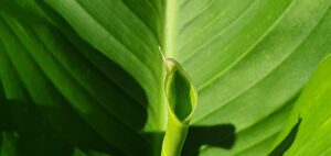 Calathea che perde foglie: quando preoccuparsi
