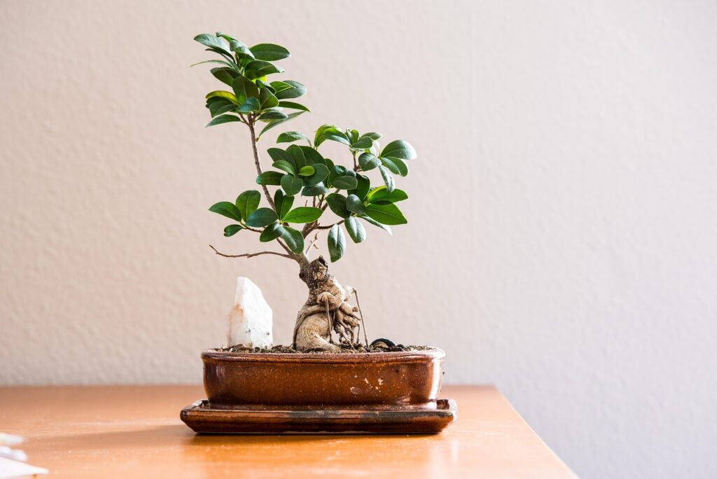 Bonsai ficus, ecco come curarlo: i cinque trucchi del giardiniere