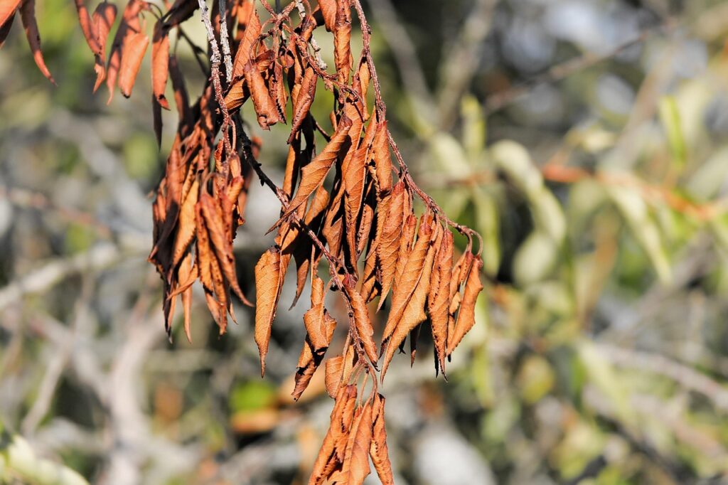 Foglie accartocciate: ecco cosa indica questo segnale