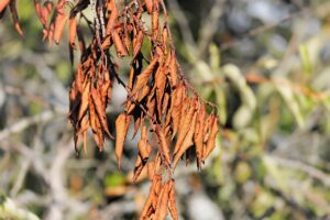 Foglie accartocciate: ecco cosa indica questo segnale