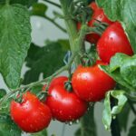 Concime per pomodori versato nel terreno con piante verdi in crescita sullo sfondo.