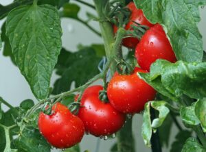 Concime per pomodori: ecco l’errore più comune