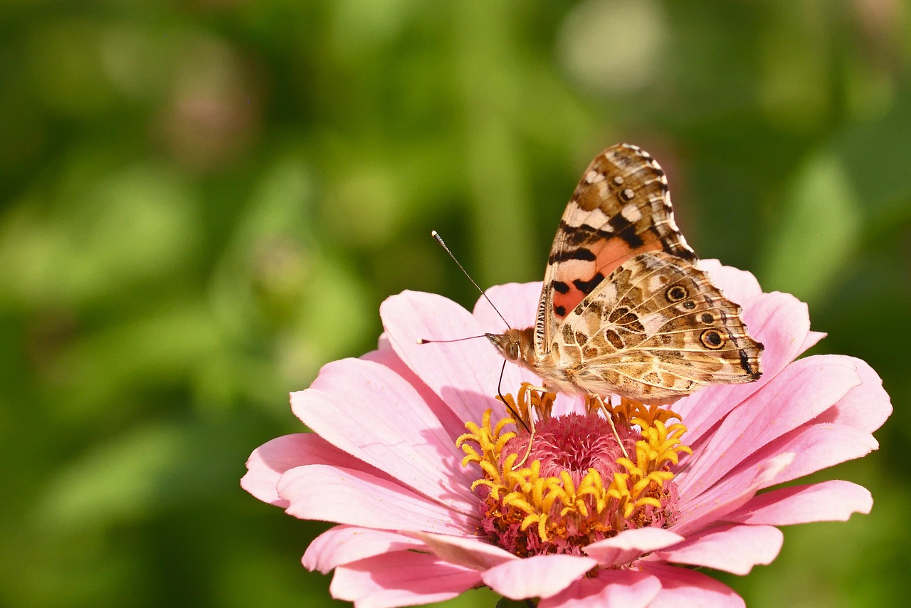 Fiori colorati nel giardino, ideali per attrarre farfalle e creare un ambiente vivace.