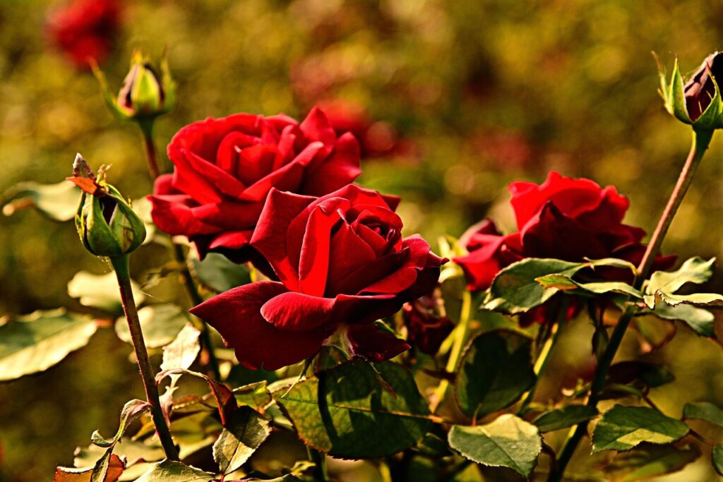 Concime per rose: ecco l’errore che le indebolisce