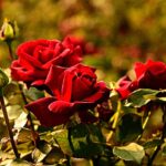 Concime per rose in giardino, con focus su errore comune che le indebolisce.