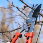 Alberi da potare in inverno: diverse specie pronte per la manutenzione tra gennaio e febbraio.