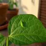Trovato una cimice verde sulle foglie? Non è quella che ti aspetti