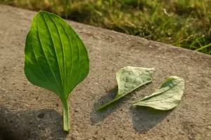 Piantaggine o erbaccia? tre segni che chiariscono il dubbio in un minuto