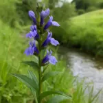 Lobelia siberiana in collina: bella da vedere, da maneggiare con giudizio