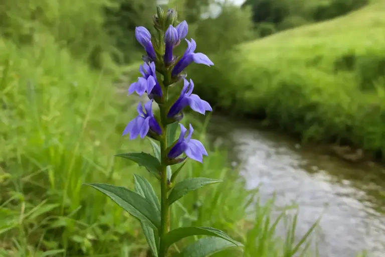 Lobelia siberiana in collina: bella da vedere, da maneggiare con giudizio