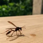 Altro che vespa aggressiva: la Polistes in giardino impollina e non nidifica in casa