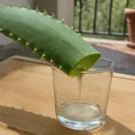 Aloe arborescens in vaso sul balcone: il gel non basta, conta come la usi